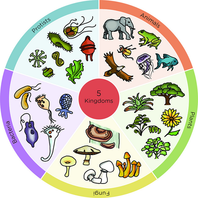 Diferenciaci n Magm tica Y Series De Bowen BioGeosfera